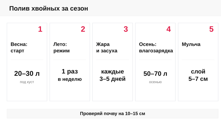 Сезонная памятка по поливу хвойных