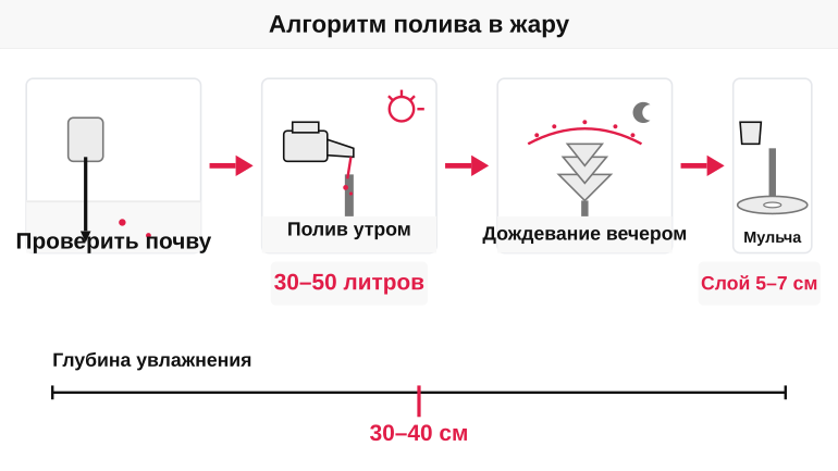 Алгоритм полива хвойных в жару