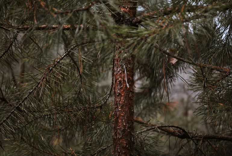 Крупный план веток и коры хвойного дерева для оценки состояния хвои