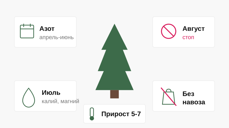 Памятка: подкормка хвойных без ошибок