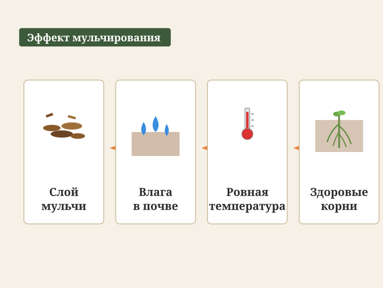 Что даёт мульча корням хвойного