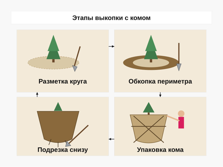 Этапы выкопки с комом