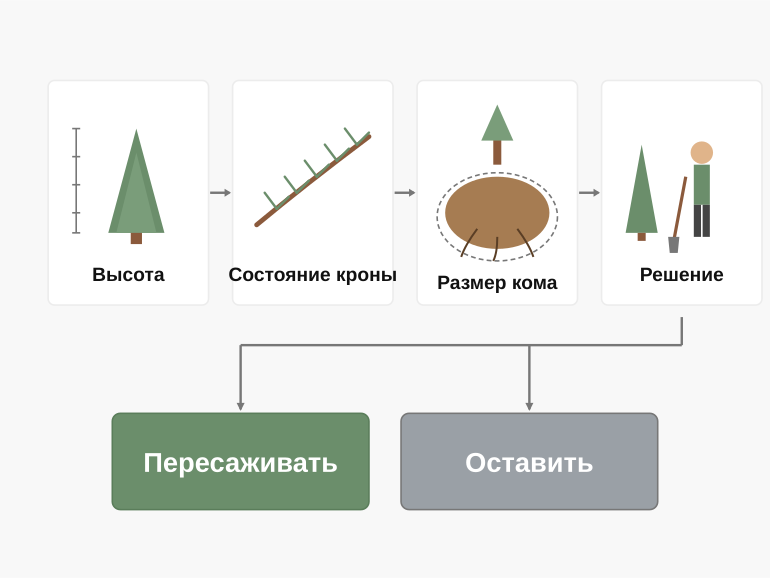 Решение: пересаживать самому или нет