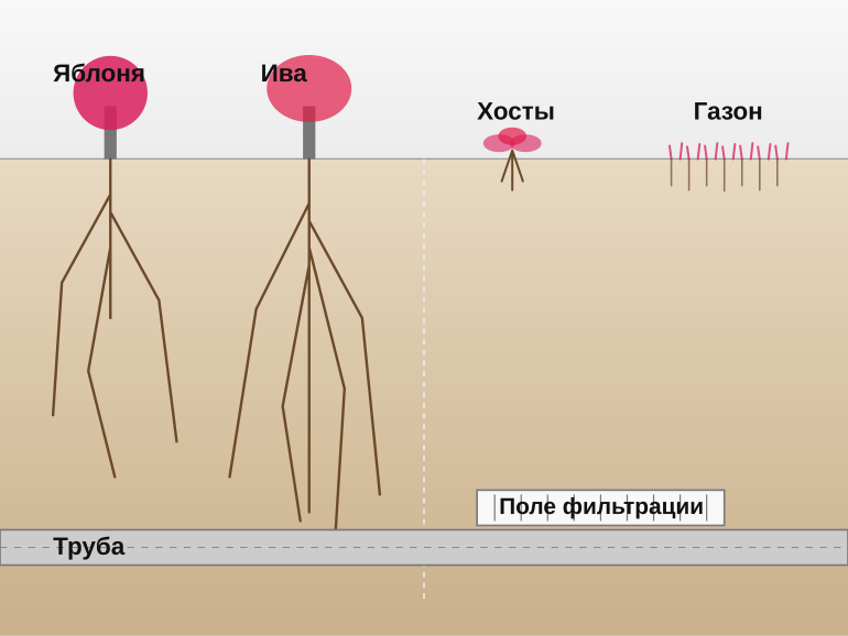 Корни и канализационная труба в разрезе