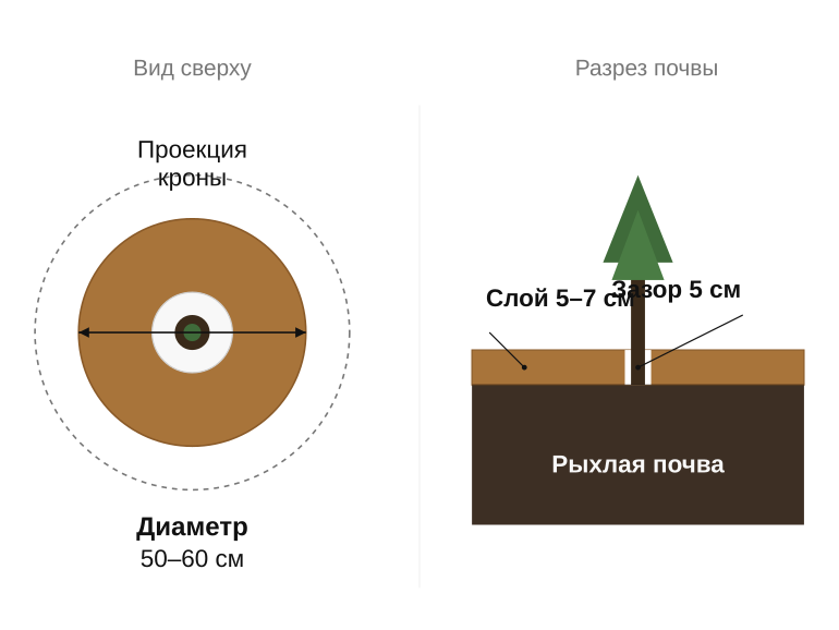 Правильный приствольный круг молодого хвойного
