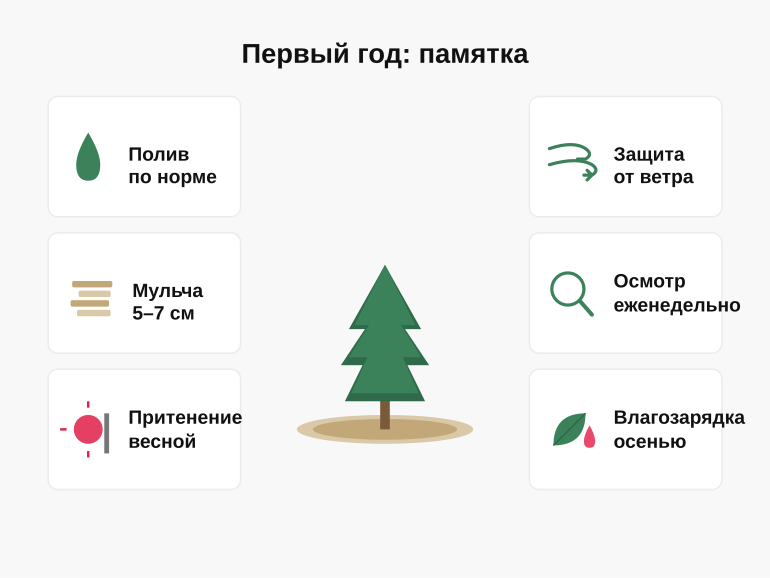 Памятка владельцу: первый год молодого хвойного