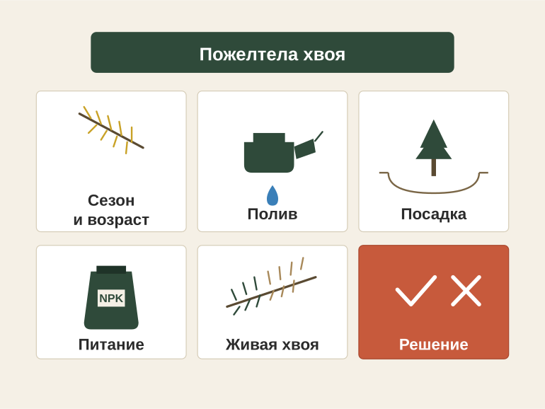 Памятка: пожелтела хвоя — что делать