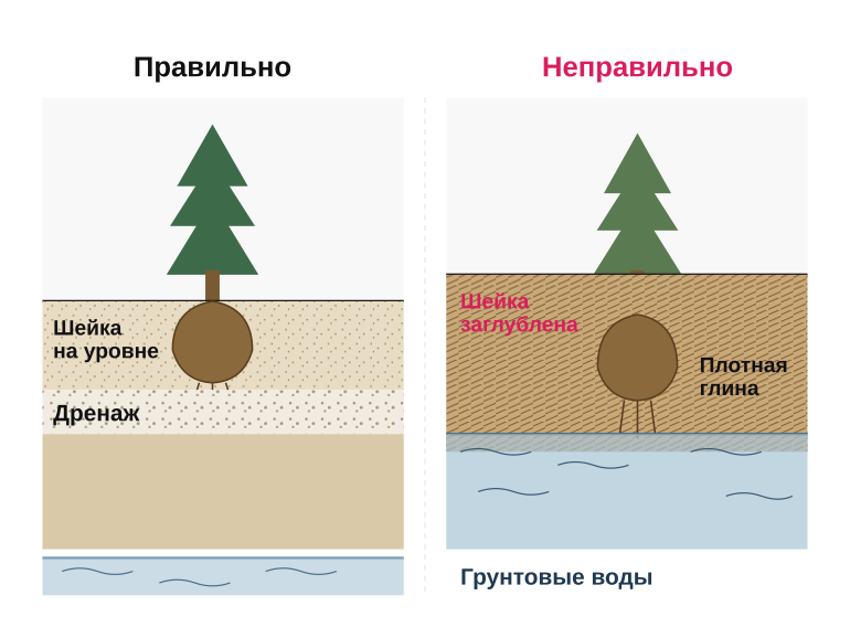 Правильная и неправильная посадка хвойного: разрез
