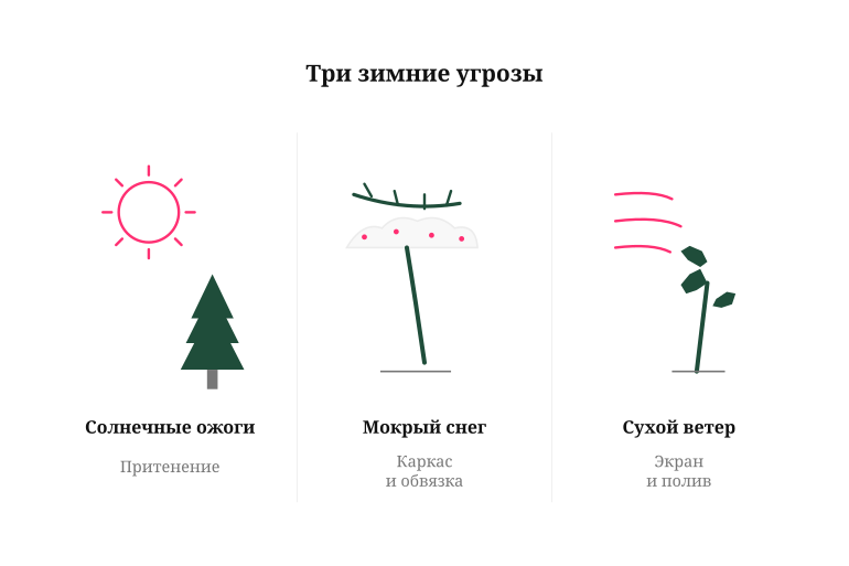 Три угрозы зимы для хвойных