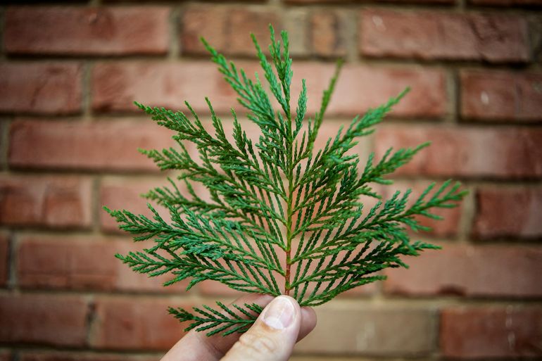 Веточка хвойного растения у кирпичной стены, нагревающейся на южной стороне участка