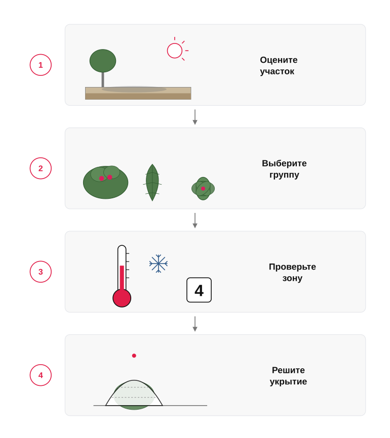 Как выбрать широколиственное вечнозелёное растение