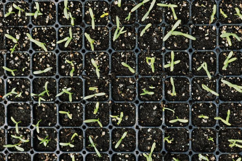 Молодые зелёные сеянцы в чёрных кассетах, готовые к выносу на улицу