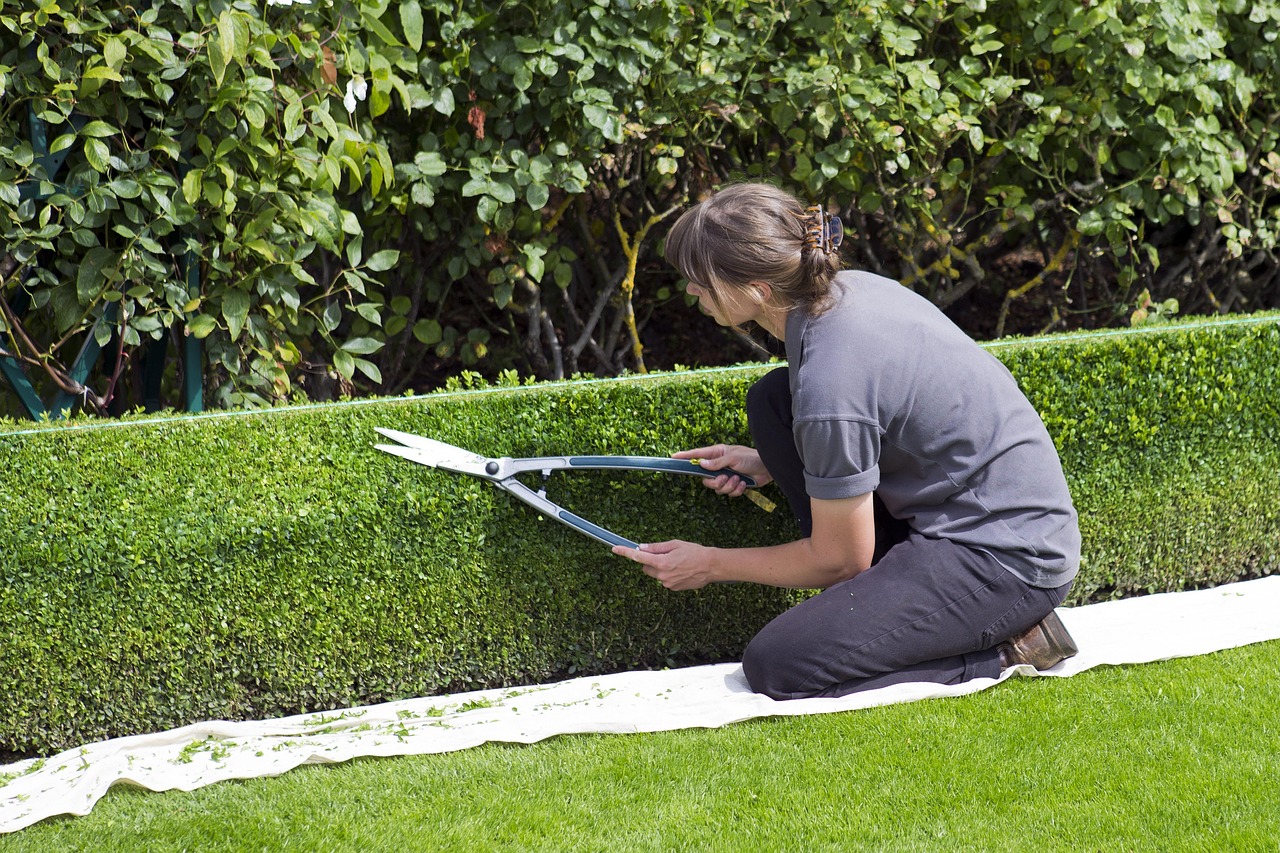 Инструмент для обрезки хвойных: чем стричь тую, ель и можжевельник, чтобы не порвать хвою