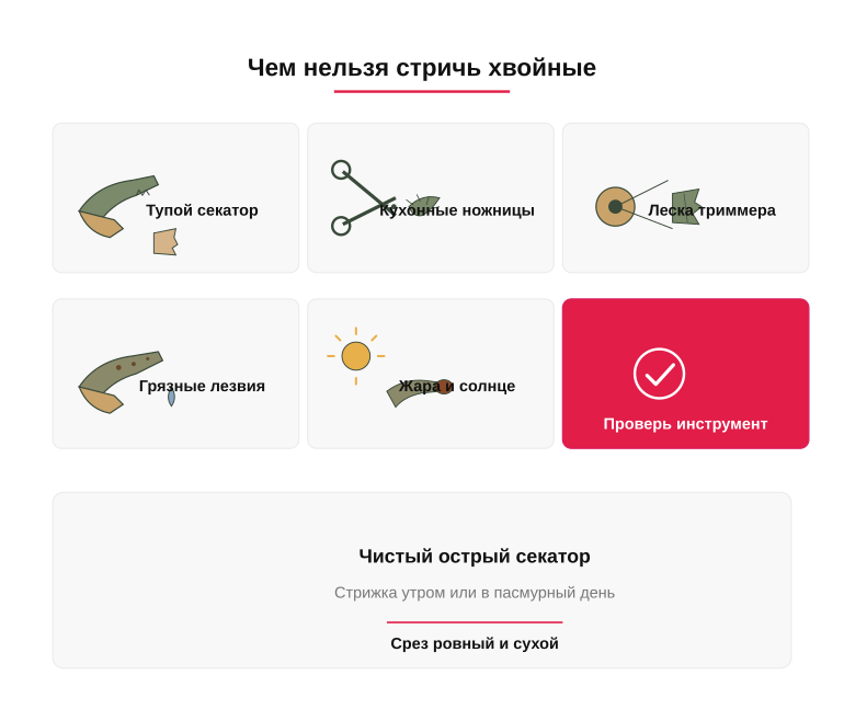 Памятка: чего не делать при обрезке хвойных