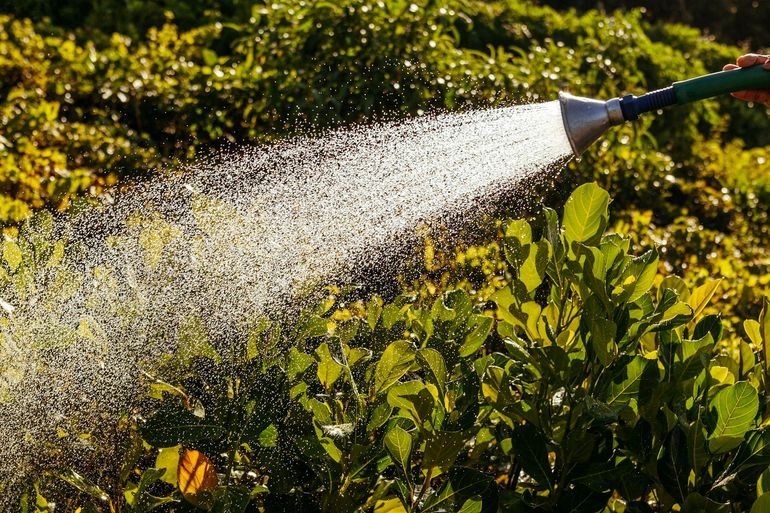 Струя воды из садового шланга проливает зелёные растения на грядке