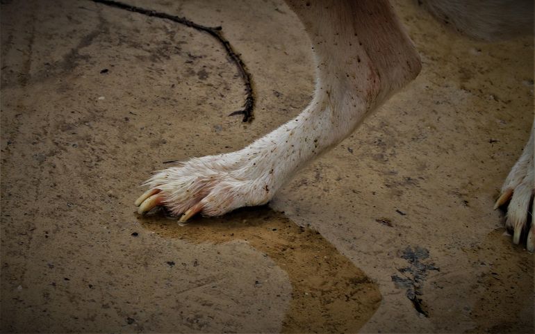 Мокрая собачья лапа в брызгах воды на тёмной поверхности