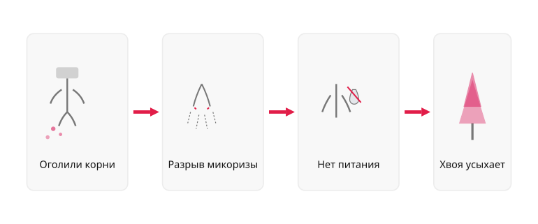 Что теряет хвойное при оголении корней