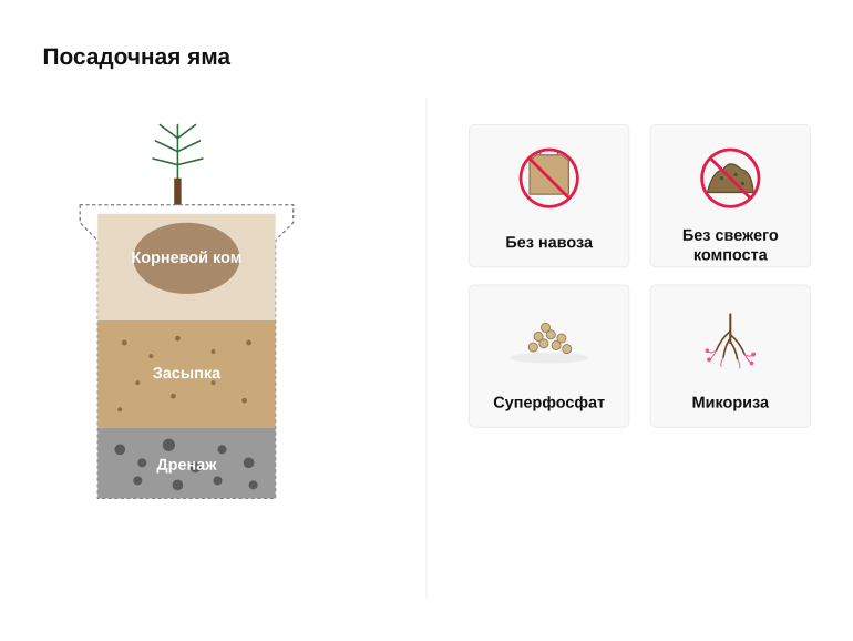 Памятка: посадочная яма для хвойного
