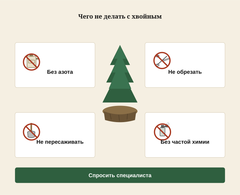 Памятка по спасению пересаженного хвойного