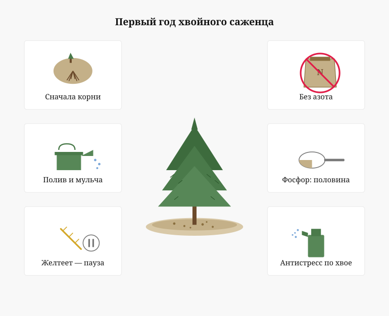 Памятка первого года для хвойного саженца