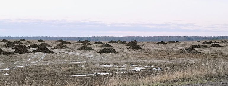 Куча свежего навоза на краю поля, готовая к разбрасыванию