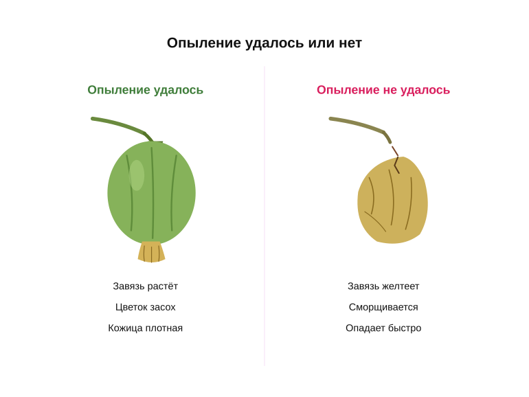 Памятка: опыление удалось или нет