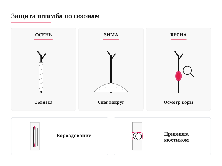 Памятка садоводу: защита штамба по сезонам