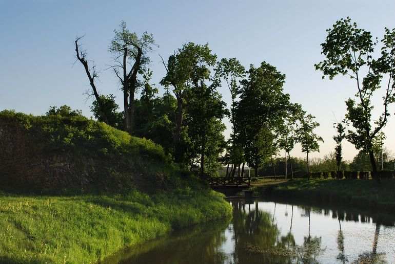 Зелёные растения у воды в конце весны, зеркальная гладь реки