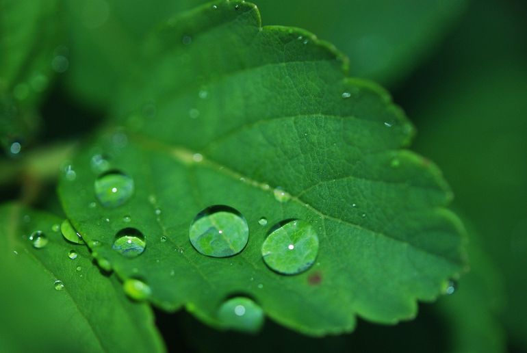Капли воды на зелёных листьях растения